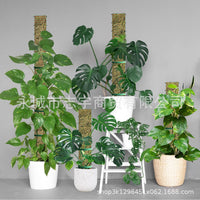 Semi-Circular Moss Pole Plant Support for Climbing Plants, Monstera Moss Stick