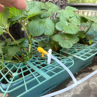 Strawberry Plant Support Frame Square Tray Stand Anti-Rotting Planter for Fruits and Green Plants Garden Support