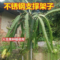 Stainless Steel Plant Support Cage for Climbing Vines, Dragon Fruit, and Potted Plants - Ground-Mounted Trellis