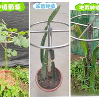 Stainless Steel Plant Support Cage for Climbing Vines, Dragon Fruit, and Potted Plants - Ground-Mounted Trellis