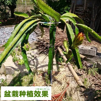 Stainless Steel Dragon Fruit Trellis Stand for Potted or Ground Planting, Balcony Climbing Plant Support