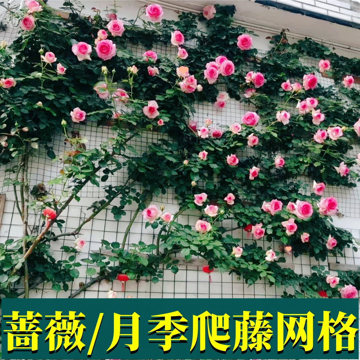 Garden Trellis Netting Iron Wire Mesh for Climbing Plants Roses Vines Wall Mounted Support Outdoor Fixed Bracket