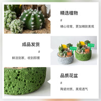 Private Oasis Cactus Succulent Potted Plant Combination for Office Living Room Desktop Greenery Creative Birthday Gift