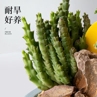 Private Oasis Cactus Succulent Potted Plant Combination for Office Living Room Desktop Greenery Creative Birthday Gift