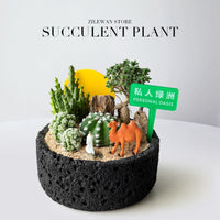 Private Oasis Cactus Succulent Potted Plant Combination for Office Living Room Desktop Greenery Creative Birthday Gift