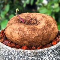 Stephania Erecta Red Vine Succulent Plant - Indoor Desktop Hydroponic Bonsai Green Plant Flower