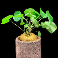 Stephania Erecta Red Vine Succulent Plant - Indoor Desktop Hydroponic Bonsai Green Plant Flower