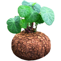 Stephania Erecta Red Vine Succulent Plant - Indoor Desktop Hydroponic Bonsai Green Plant Flower