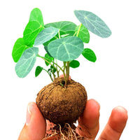 Stephania Erecta Red Vine Succulent Plant - Indoor Desktop Hydroponic Bonsai Green Plant Flower