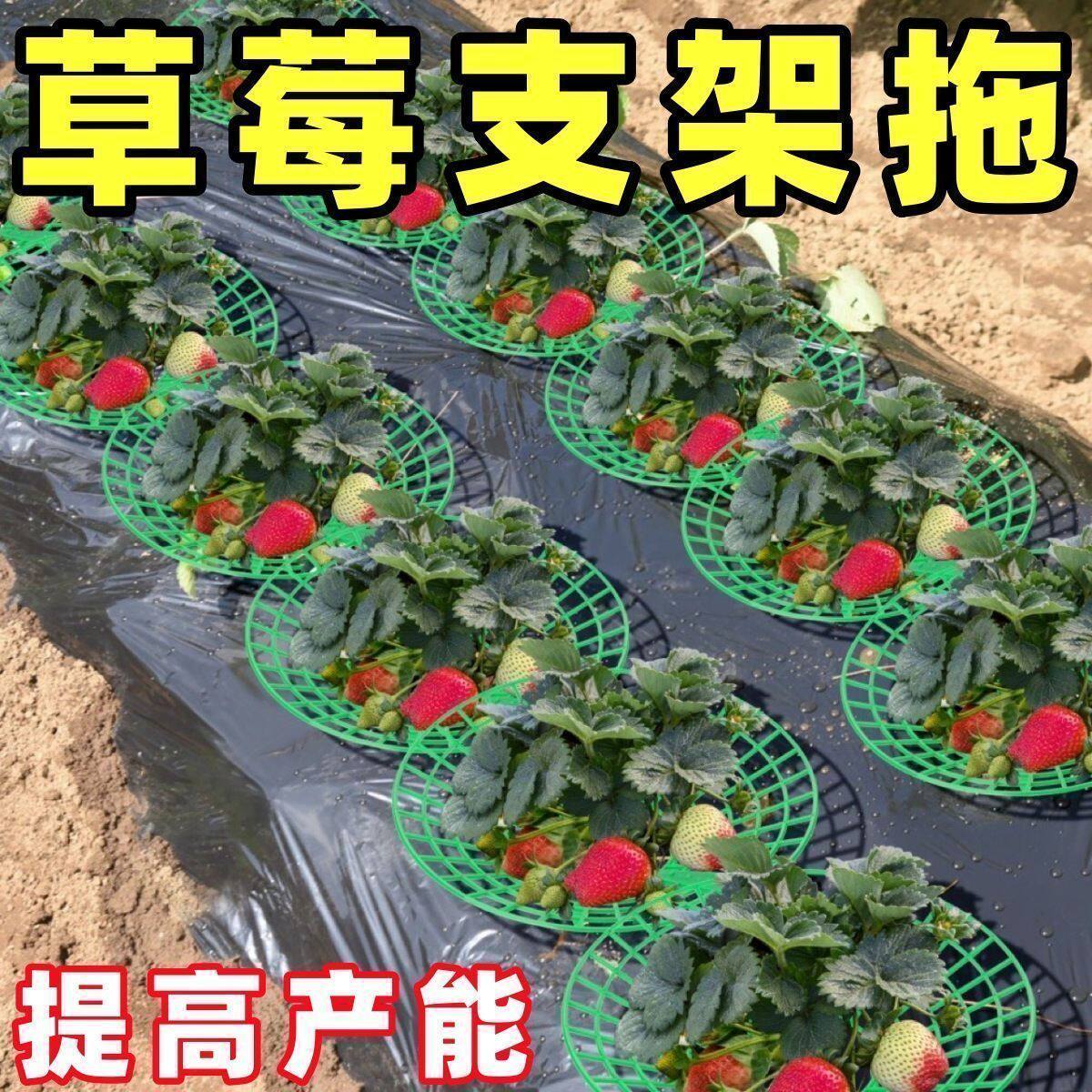 Strawberry Plant Support Stand for Potted Plants Balcony Garden Rot Prevention