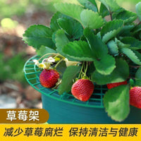 Strawberry Plant Support Stand for Potted Plants Balcony Garden Rot Prevention
