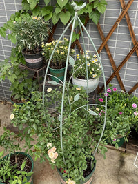 Wrought Iron Folding Birdcage Trellis for Climbing Plants, Balcony and Garden Decoration, Vintage Indoor Outdoor Clematis Support Stand