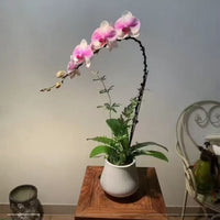 Phalaenopsis Orchid Support Stakes Bendable Plant Support Rods with Clips for Anti-Toppling Flower Shaping