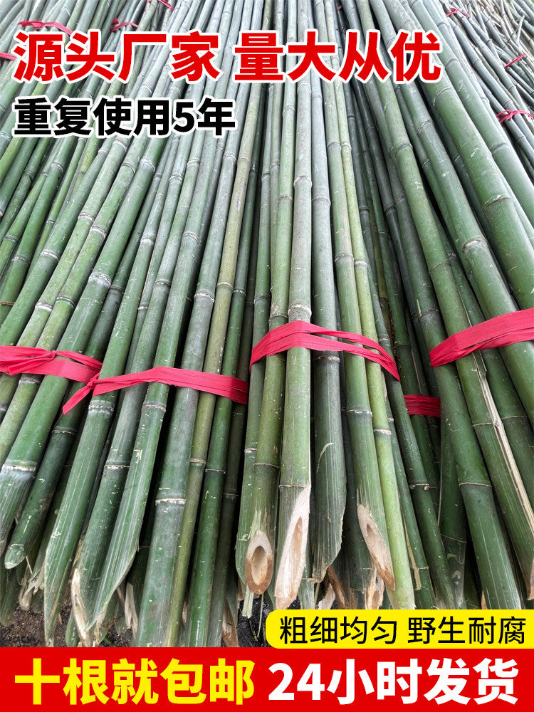 Bamboo Garden Stakes for Plant Support - Ideal for Beans, Cucumbers, Tomatoes, and Climbing Vines