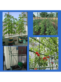30-Pack Thickened Plastic-Coated Steel Pipe Garden Trellis for Climbing Plants, Beans, Cucumbers, Tomatoes, and Loofah