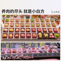 Meishi Small White Resin Succulent Planter Pot Set with Drainage Tray and Root Control Plastic Stand
