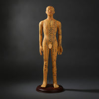 Human Acupoint Insertion Model with Meridian Points Full-Body Acupoint Insertion Model with Acupoints and Meridians Soft-Surface for Students