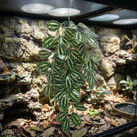Realistic Vines and Artificial Hanging Plants, Hanging Fake Vines with Suction Cups, Foliage for Glass and Flat Surface Decoration