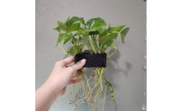 Hanging Aquarium Plant Holder For Rimmed or Rimless Tanks Emergent Plant Holder Good Water Circulation Fish Tank Planter with Hooks