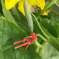 Grafting Clips for Greenhouse Vegetables and Fruits - Round/Square Mouth for Cucumber, Eggplant, Watermelon Seedlings