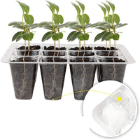 12-Cell Plastic Seedling Starter Trays with Humidity Dome - 3-Pack