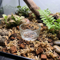 Smooth Edge Bowl Reptile Water Bowl, Glass Water Dish for Snakes and Reptiles, Stackable Flat-Bottomed Basin for Geckos and Scorpions