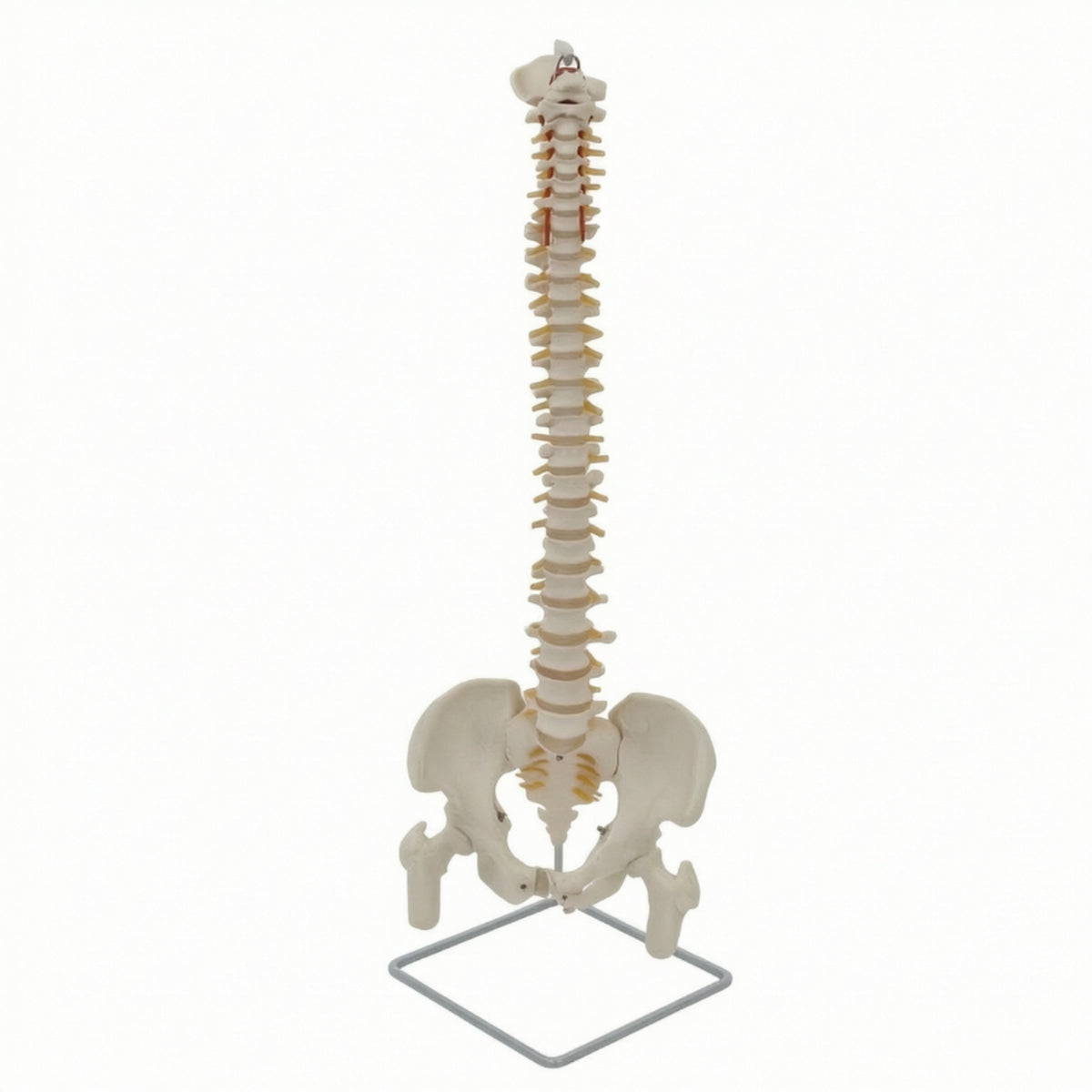 Spine Model with Pelvis Life-Size Human Spine Model Educational for Medical Students, Chiropractors, Classroom, Scientific Workspace