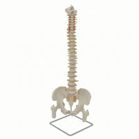 Spine Model with Pelvis Life-Size Human Spine Model Educational for Medical Students, Chiropractors, Classroom, Scientific Workspace