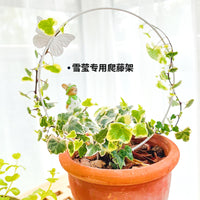 山乌龟盆景专用爬藤架子花支架月季铁线莲龟甲龙爬藤类植物花架子
