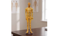 Human Acupressure Model Detailed Human Body Acupressure Model Freestanding Meridian Teaching Figure for Students, Classroom