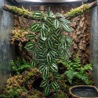 Bendable Climbing Vine and Lifelike Appearance Reptile Plants, Gecko Enclosure Accessories for Glass Mixed Foliage Reptile Plants
