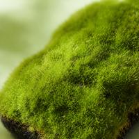 artificial turf