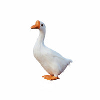 Feathered Goose Model Hard Shell Body Simulation Goose Ornament Handcrafted Farm Animal Decor for Children, Garden