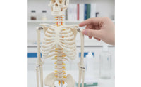 Skeleton Model with Stand Medical Human Skeleton Soft Skeletal Model for Teachers