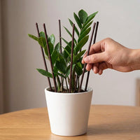 Plant Supports for Outdoor Plants, 3mm Coated Iron Garden Stakes, Plant Support Sticks for Houseplants & Vegetables