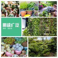 E27 LED Full Spectrum Grow Light Bulb for Indoor Plants Seedling Succulents