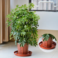 Plastic Flower Pot Saucer with Wavy Edge - White/Red Drip Tray for Large Planters