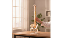 Spine Model with Pelvis Life-Size Human Spine Model Educational for Medical Students, Chiropractors, Classroom, Scientific Workspace
