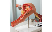 Uterus Ovary Structural Model Transparent Stand Educational Aid Tabletop Display for Classroom
