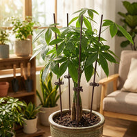 Plant Supports for Outdoor Plants, 3mm Coated Iron Garden Stakes, Plant Support Sticks for Houseplants & Vegetables