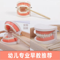 Montessori Dental Hygiene Learning Set for Kids - Educational Tooth Model and Brushing Kit