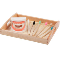 Montessori Dental Hygiene Learning Set for Kids - Educational Tooth Model and Brushing Kit