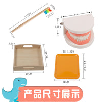Montessori Dental Hygiene Learning Set for Kids - Educational Tooth Model and Brushing Kit