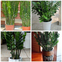 Plant Support Stakes and Accessories for Potted Plants and Climbing Vines