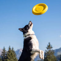 Mild-Tempered Canine with Raised Rim