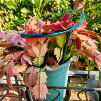 Indoor Plants and Outdoor Plants Support Rings, Durable Garden Stakes and Garden Canes, Plastic Plant Sticks, Plant Stakes and Supports Tall
