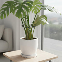 Plant Stem Gathering Hoop Thickened Wire Metal Plant Support Frame Versatile Use Gardening Supplies for Houseplant Owners, Gardeners, Indoor, Balcony