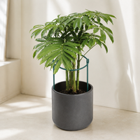 Iron Art Plant Support Half-Round Trellis for Climbing Plants, Orchids, Hydrangeas, Roses, and Greenery