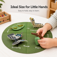 Butterfly Life Cycle Model Set - Educational Insect Growth Stages for Kids