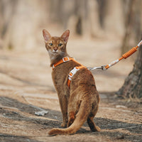 Kitten Harness and Cat Leash Set, H-Style Polyester Travel Harness with Buckle, 150cm Kitten Leash for Outdoor Cat Pet Walking Adjustable Fit